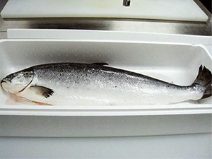 サーモンSD(セミドレス)1尾入り